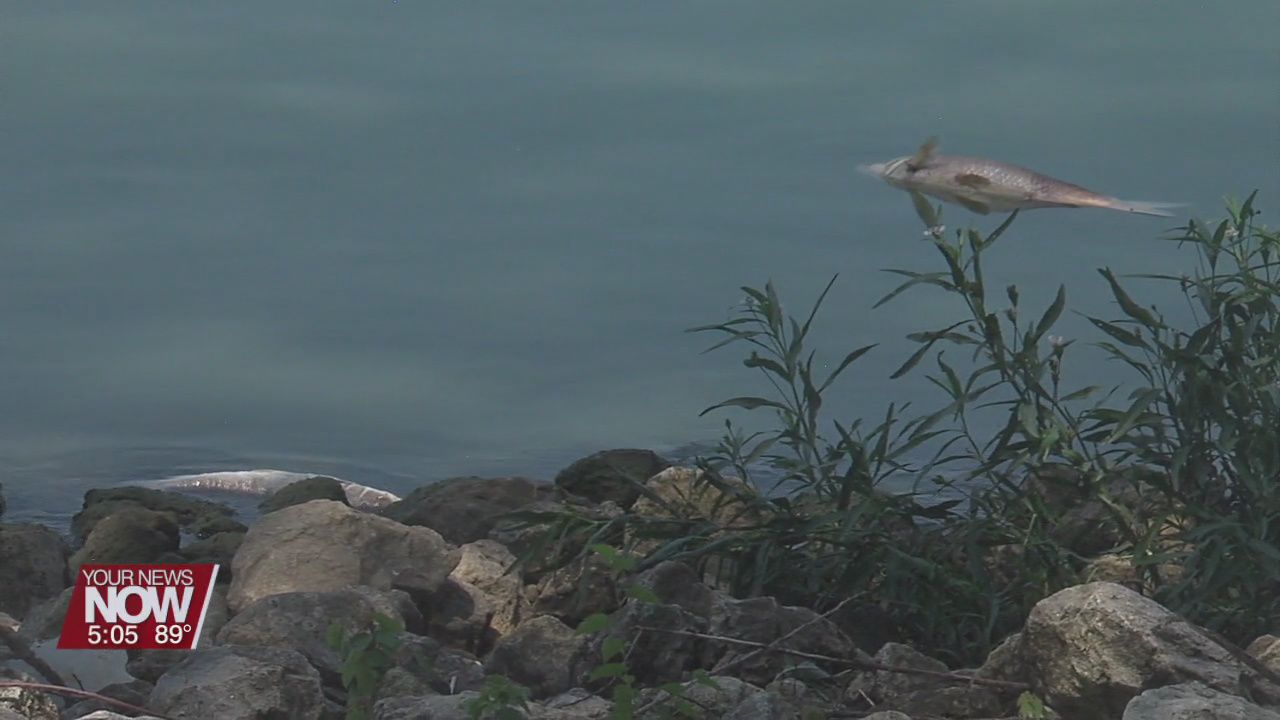 Major fish die-off at Grand Lake St Marys